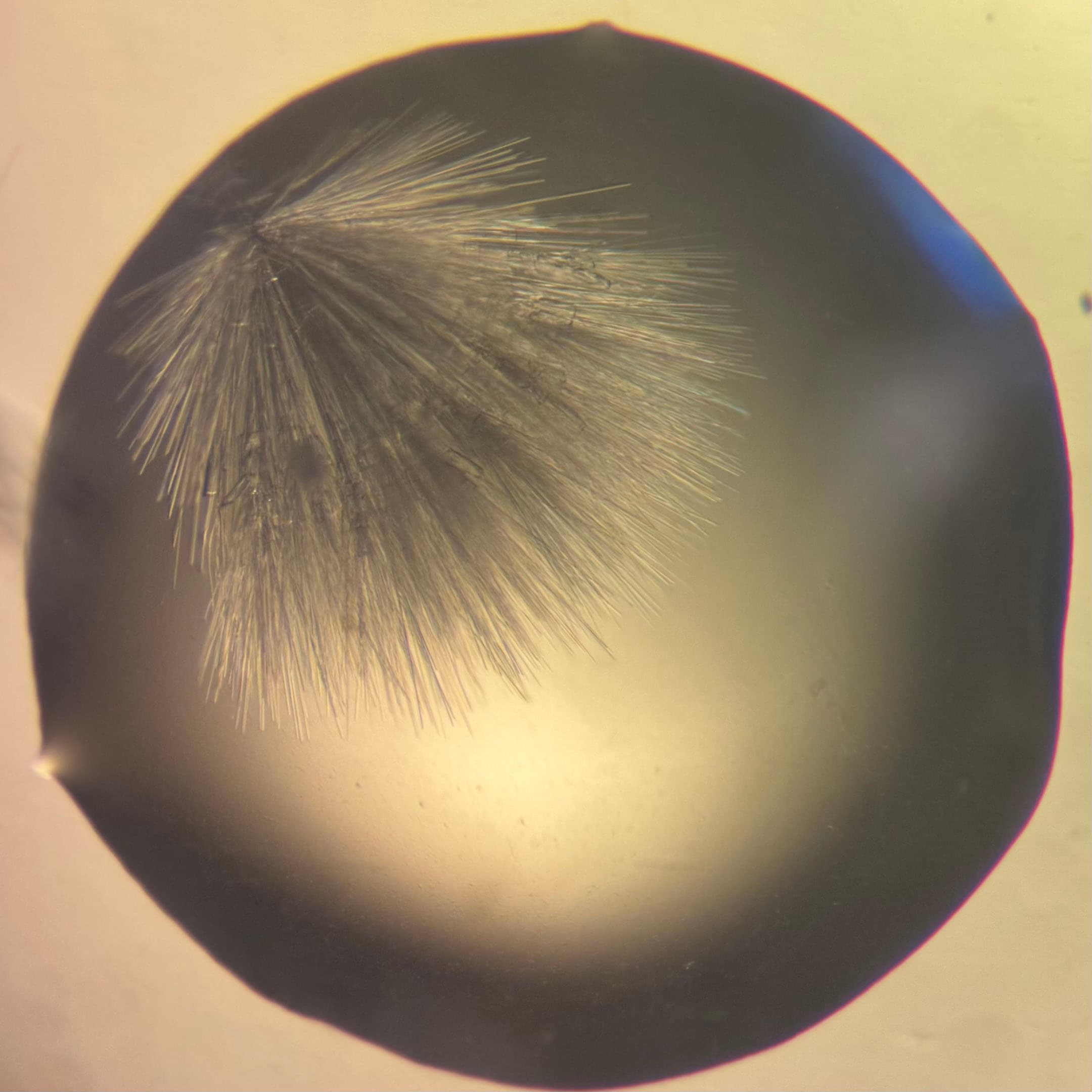 A close-up, circular image displaying a transparent, rounded surface with a bushy or bristle-like structure extending from one side. The structure appears fine and delicate, resembling hair, and is set against a softly blurred background with gradient hues of beige and light. The edges of the circle are slightly darker, contrasting with the central features.