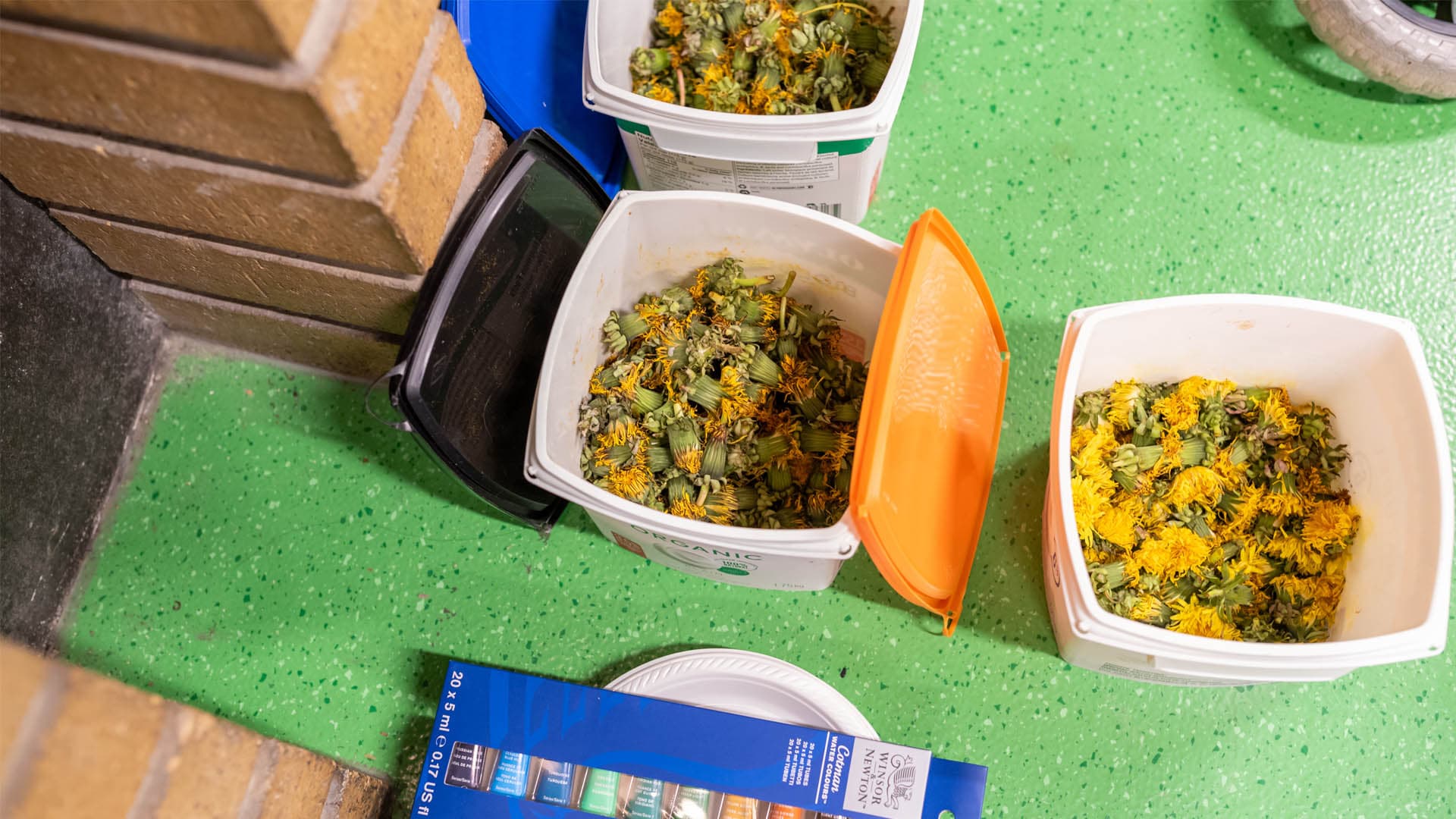 Three containers filled with dandelion flowers are placed on a green speckled floor. One container has an orange lid and another has a black lid, while the third is a white container with flowers inside. A small stack of watercolor paint tubes and a paper plate sit nearby. A brick wall is visible in the background.