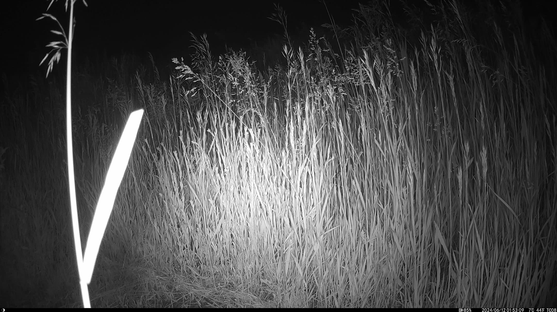 A dark image showing tall, grass-like vegetation illuminated by a bright light source. The tall plants are densely clustered, creating a textured field, with one plant prominently standing out at the left side. The overall atmosphere is nighttime, emphasizing the contrast between the illuminated area and the surrounding darkness.
