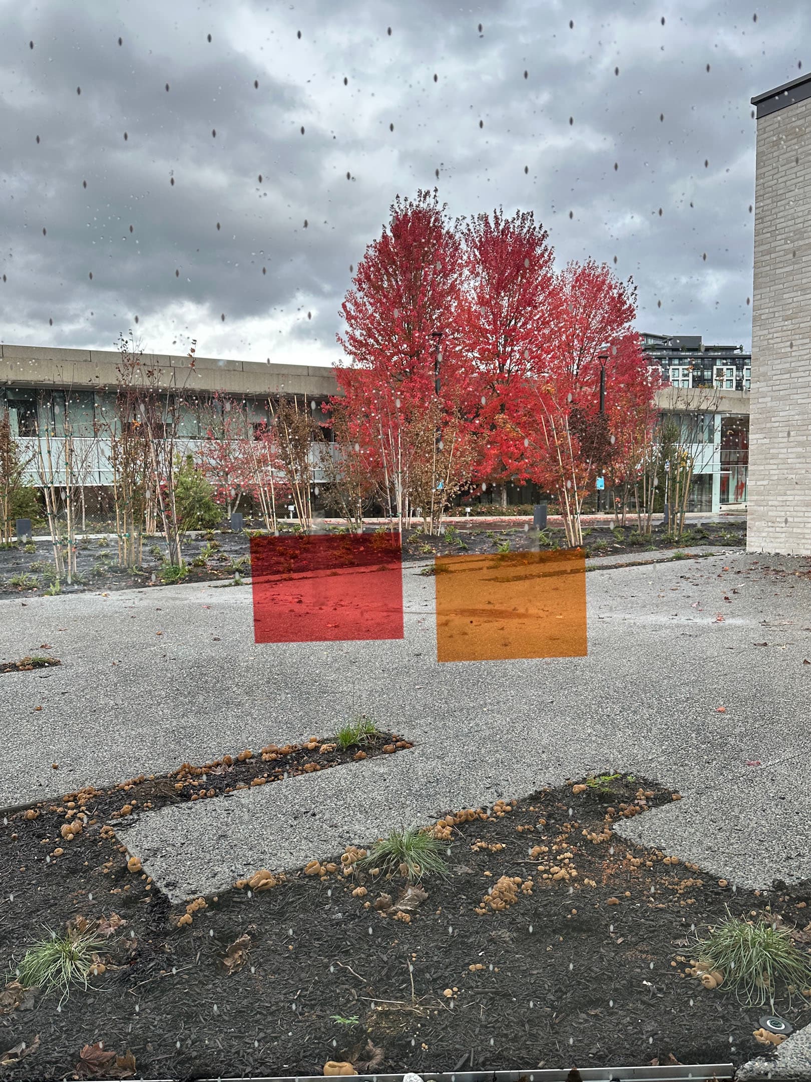 A view through a rain-speckled window shows a landscaped area with a cluster of bright red trees against a gray sky. In the foreground, two colored rectangles—one red and one orange—are overlaid on a gravel path with patches of bare soil and small plants. A modern building with large windows is visible in the background.