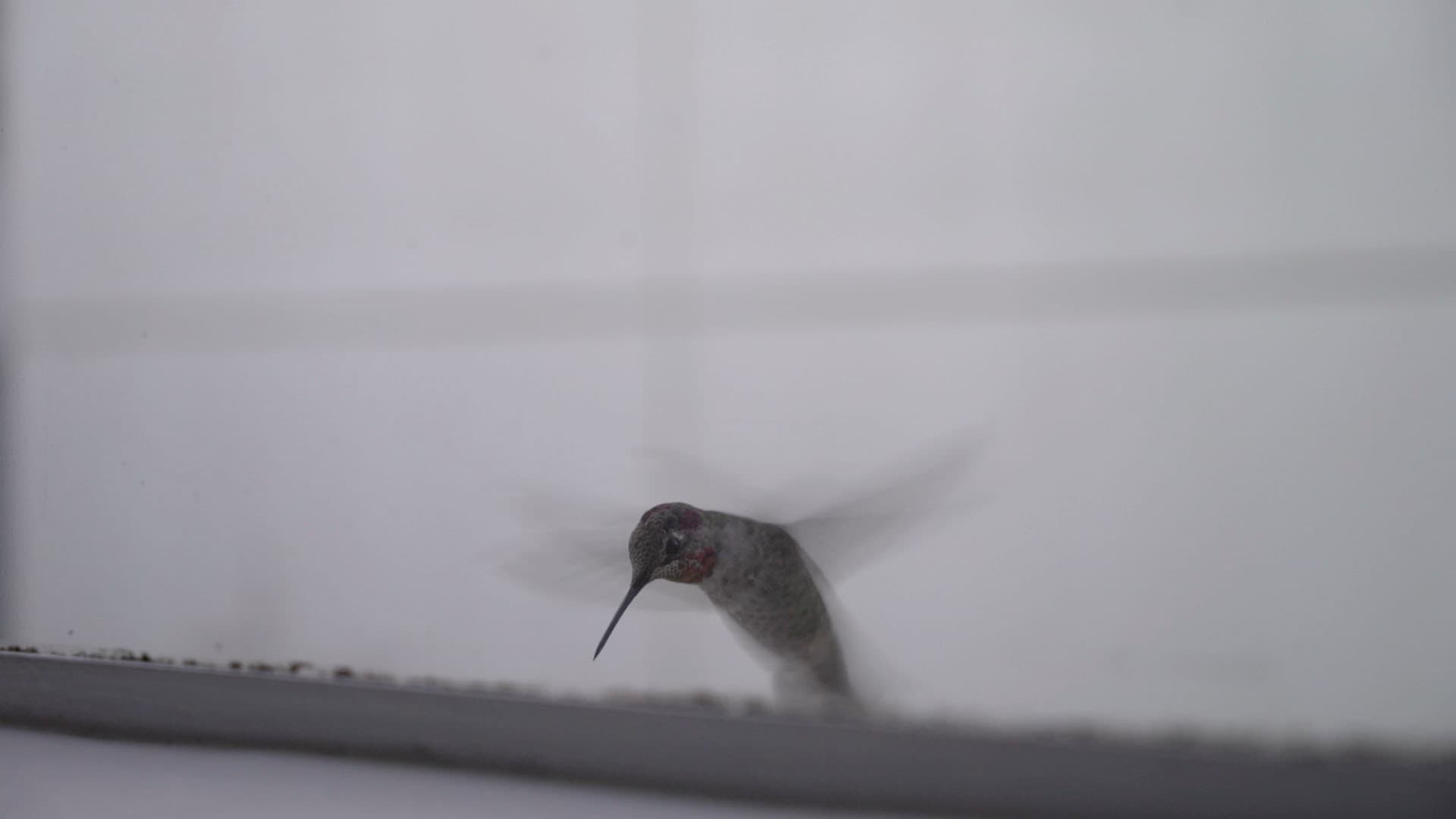 A hummingbird hovers in front of a window, wings blurred from rapid movement. The background is slightly out of focus, with a light-colored surface reflecting a soft diffused light. The hummingbird’s iridescent feathers and long beak are visible as it appears to search for food.